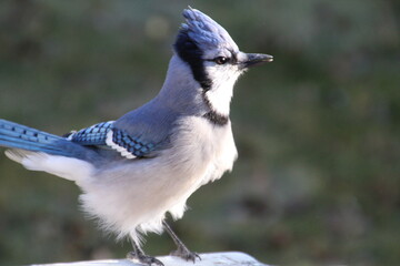 Closeup Of A Blue Jay, Edmonton, Alberta
