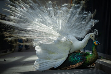 white peacock mates with green peacock © Maizal