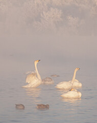 Wintering of white swans trumpeters in the morning fog on a non-freezing lake in Siberia. Whooper swan flaps its wings and stretches its neck