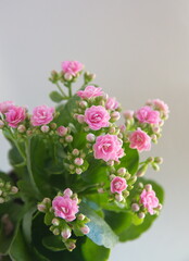 Kalanchoe blossfeldiana plant with pink flowers on dark khaki on light  background