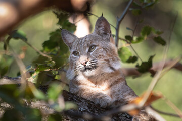 A Bobcat relaxing in a tree at a park in San Jose