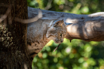 A Bobcat relaxing in a tree at a park in San Jose