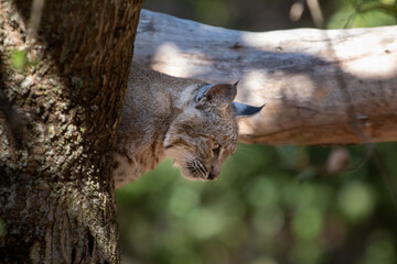 A Bobcat relaxing in a tree at a park in San Jose
