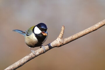 木の実を咥えたシジュウカラ