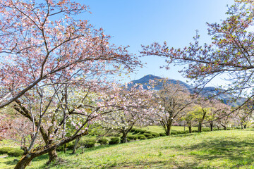 Fototapeta na wymiar 春の武甲山と八重桜