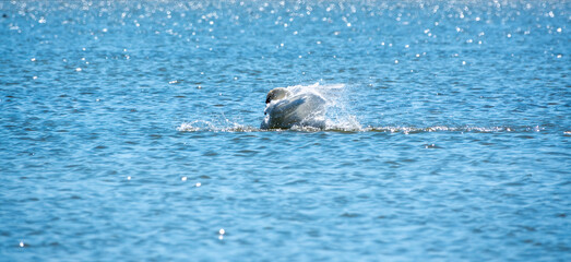 A white swan landed on the water with a spray.