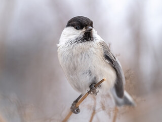 Cute bird the willow tit, song bird sitting on a branch without leaves in the winter.