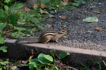 A fluffy striped Chipmunk looks into the distance.