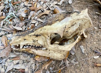 Wild Boar Skull on Dirt Road