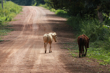 Two horses walking on the dirt road. it is a mammal with a flowing mane and tail