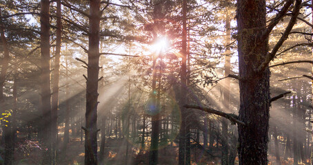Sunrise in the forest, sun rays penetrating the trees