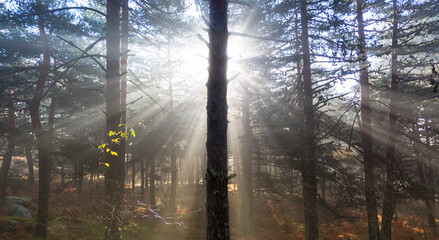 Sunrise in the forest, sun rays penetrating the trees