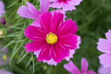 Obraz premium pink flower