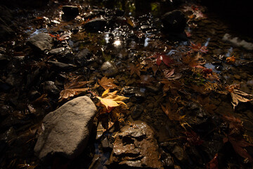 spider in the forest