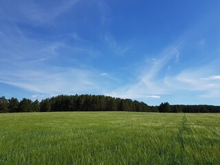 Green field of ripening wheat ears