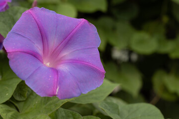 flower in the garden