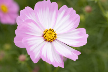 Fototapeta premium flower