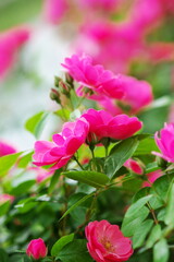 バラ園のような庭先の薔薇