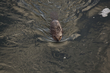 A Beaver swimming in a River