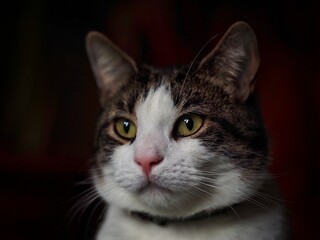 Portrait of a Tabby Cat 