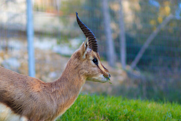 Palestine mountain gazelle stands, against a blurred background. In the Deer Valley Nature Reserve, Jerusalem.