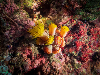 Orange cup coral at night(Tubastraea coccinea)  known as large-polyp stony corals. This non-reef building coral extends beautiful translucent tentacles at night. Underwater photography.