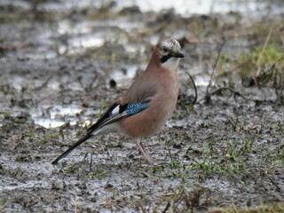 Jay in rainy weather
