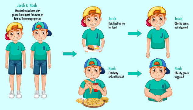 Roles of genes and environment. Body fat in identical twins infographic.