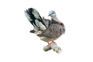 Spotted Dove raising up its tail