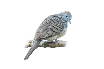 Zebra dove perching on a perch