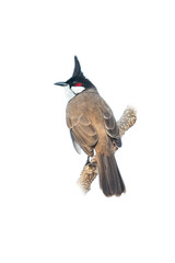 Red-whiskered bulbul perching on a perch