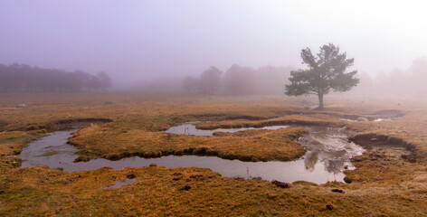 Eerie scene in the forest with stream, dense fog and isolated tree.