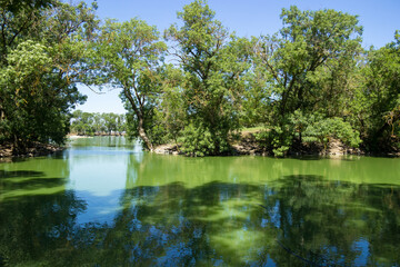 Fototapeta na wymiar Lake for migratory birds in the reserve Askania Nova in Ukraine on a sunny day. Panorama of the mirror water surface of an artificial pond covered with green algae and duckweed. Stagnant green water.
