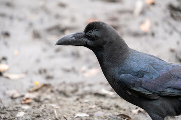 土の上でエサを探すカラス
