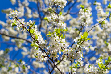 Blooming plum tree. Blooming plum branch against the blue sky.