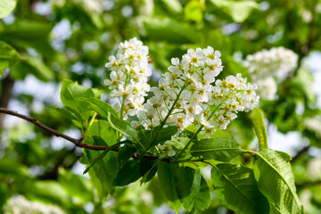 Blooming bird cherry tree. Blooming branch of bird cherry on a background of green leaves.