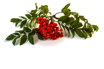 Isolated on white background rowan branch with red berries