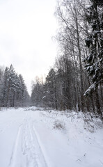 Stock Foto Winter in the forest, snow on trees, handsome christmas background