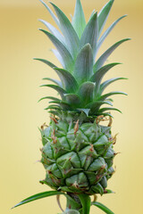 pineapple