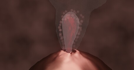 ovulation in 3d illustration