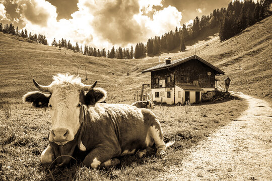 cow at the european alps