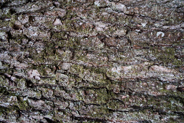 close up from a tree bark. top view. horizontal. perfect for background