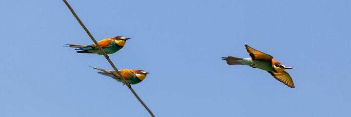 Bee-eater, European bee-eater birds on wire