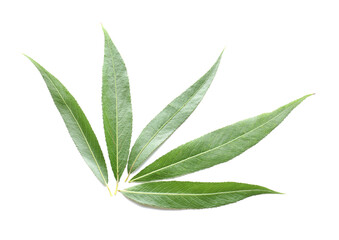 Green osier leaves on white background