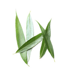 Green osier leaves on white background