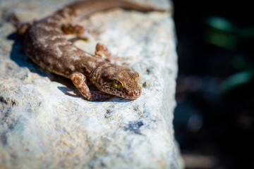Even-fingered gecko genus Alcophyllex or squeaky gecko in wild nature