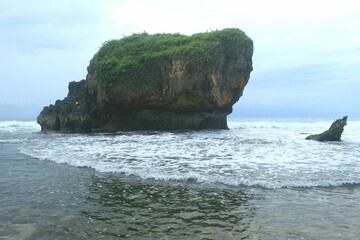 The large coral and sea 