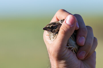 Slug Skylark in men hand