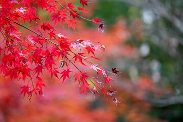 もみじの枝先の紅葉