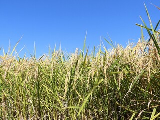 稲穂